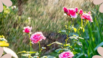pink rose bush being watered in garden