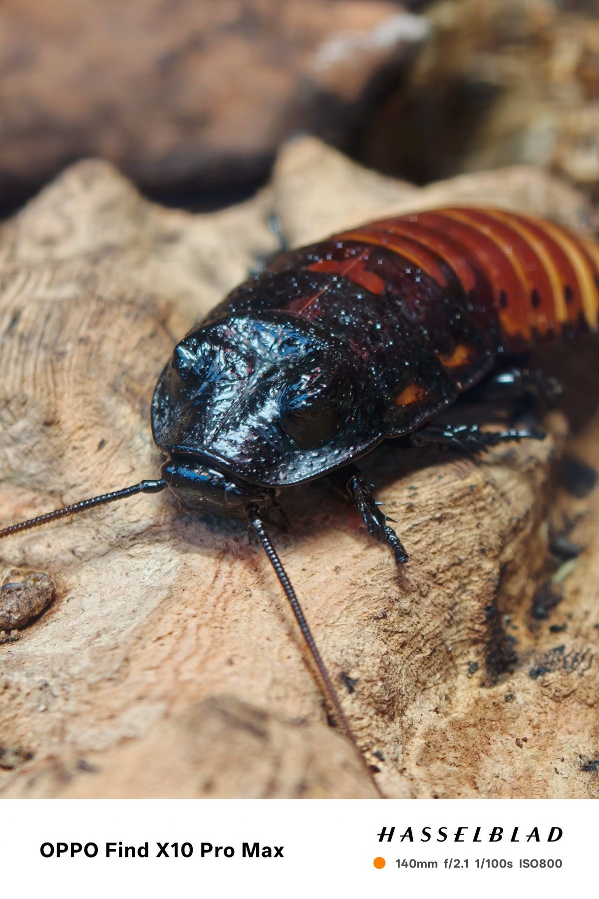 Macro close-up of a dark cockroach with orange markings on a piece of wood.