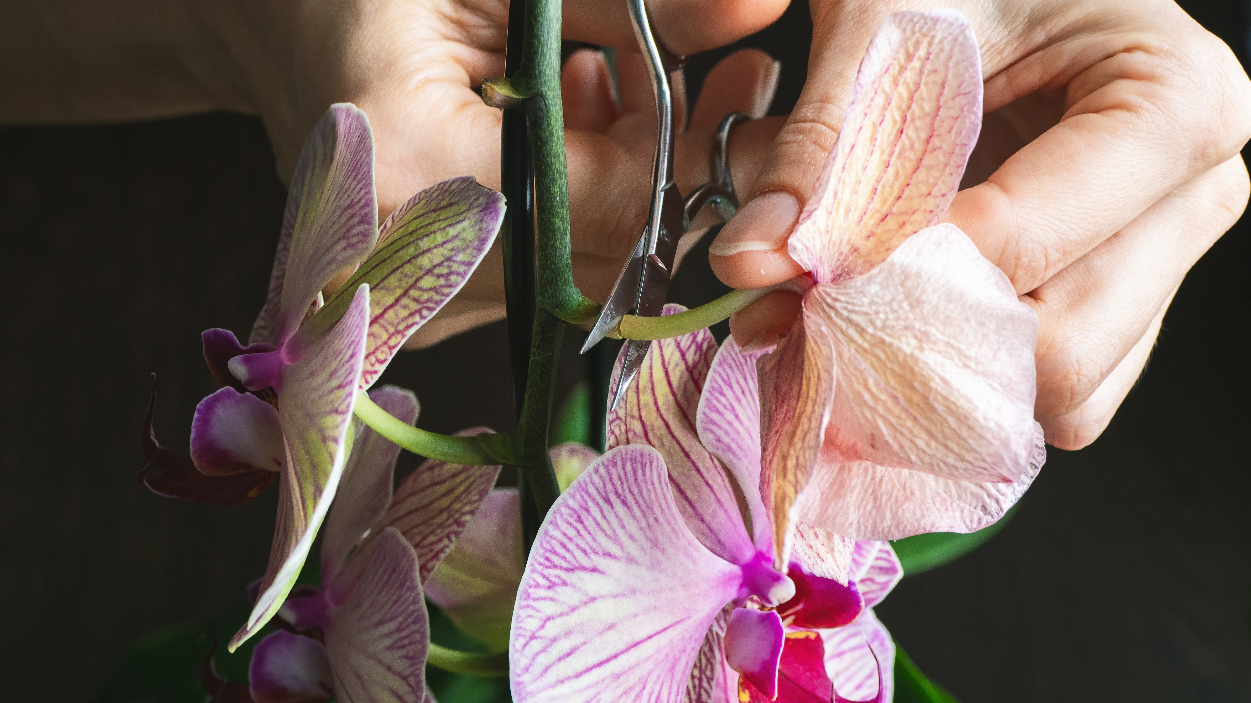 Pruning orchid