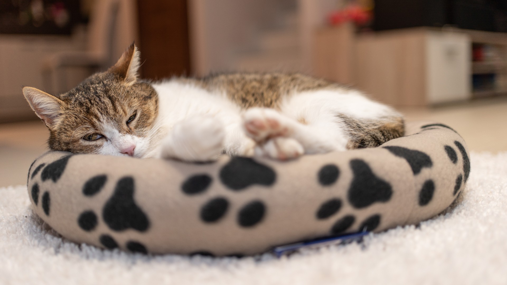 Best Cat Bed Including Luxury Living With Our Premium Penthouse Pick Petsradar