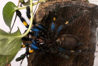 A gooty sapphire ornamental spider seen from below.