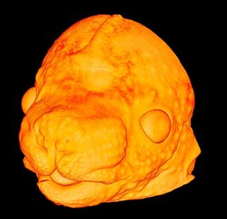 This 3D image depicts a developing embryonic mouse head at age 14.5 days. The pores of future whiskers are visualized as small bumps across the snout and various vessels connecting the eye, including the optic nerve, are clearly observed, but it is clear