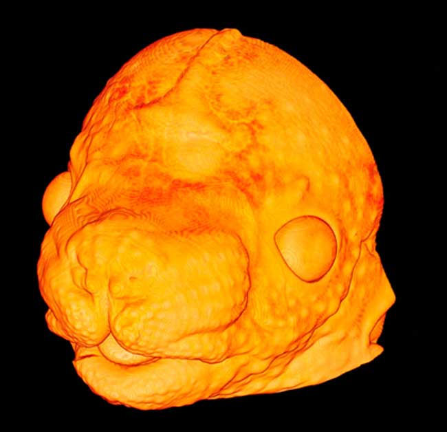 This 3D image depicts a developing embryonic mouse head at age 14.5 days. The pores of future whiskers are visualized as small bumps across the snout and various vessels connecting the eye, including the optic nerve, are clearly observed, but it is clear