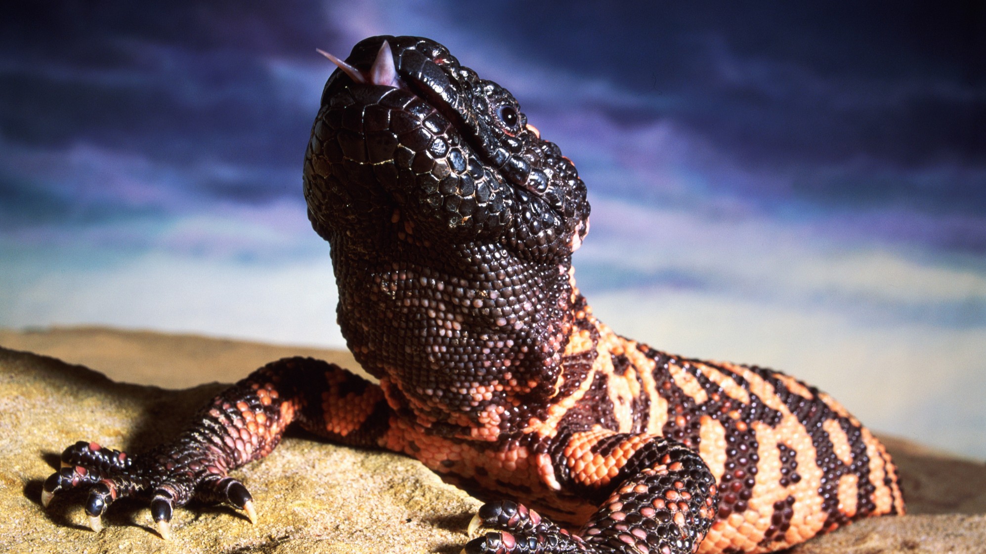 Gila monsters come from America and are one of only two poisonous lizard species in the world. Their saliva was the basis for the development of the GLP-1 class of drugs.