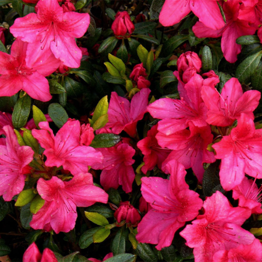 bright red-pink flowers on Rhododendron 'Vuyk's Scarlet'