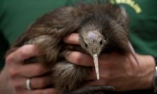 Kiwis are a beloved national icon for New Zealanders 