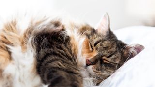 a large, fluffy calico cat sleeps on a bed