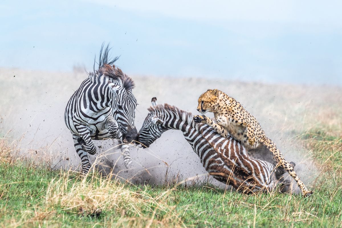 Jaw-dropping images wins big in the World Nature Photography Awards 2024