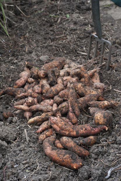 Pile Of Sweet Potatoes In The Garden