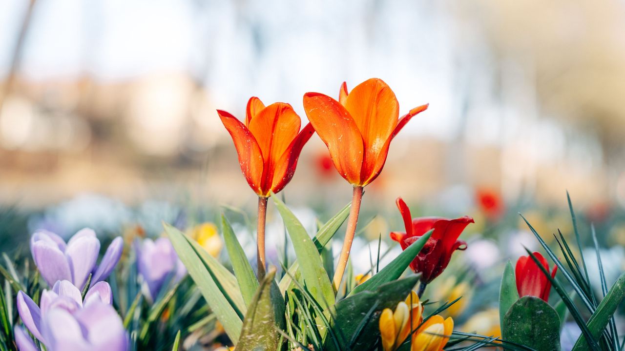 Colourful spring flowers grown from bulbs in grass, taken in Germany