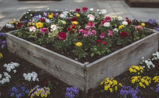 Blossoming flowers on a raised garden bed