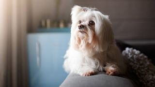 Lhasa Apso