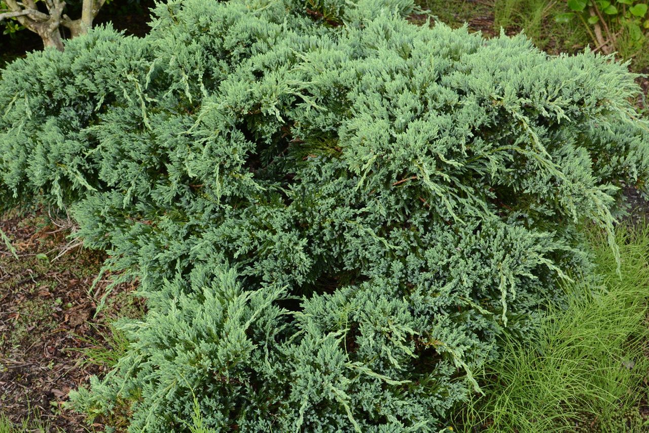 Japanese Juniper Plant