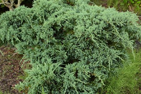 Japanese Juniper Plant