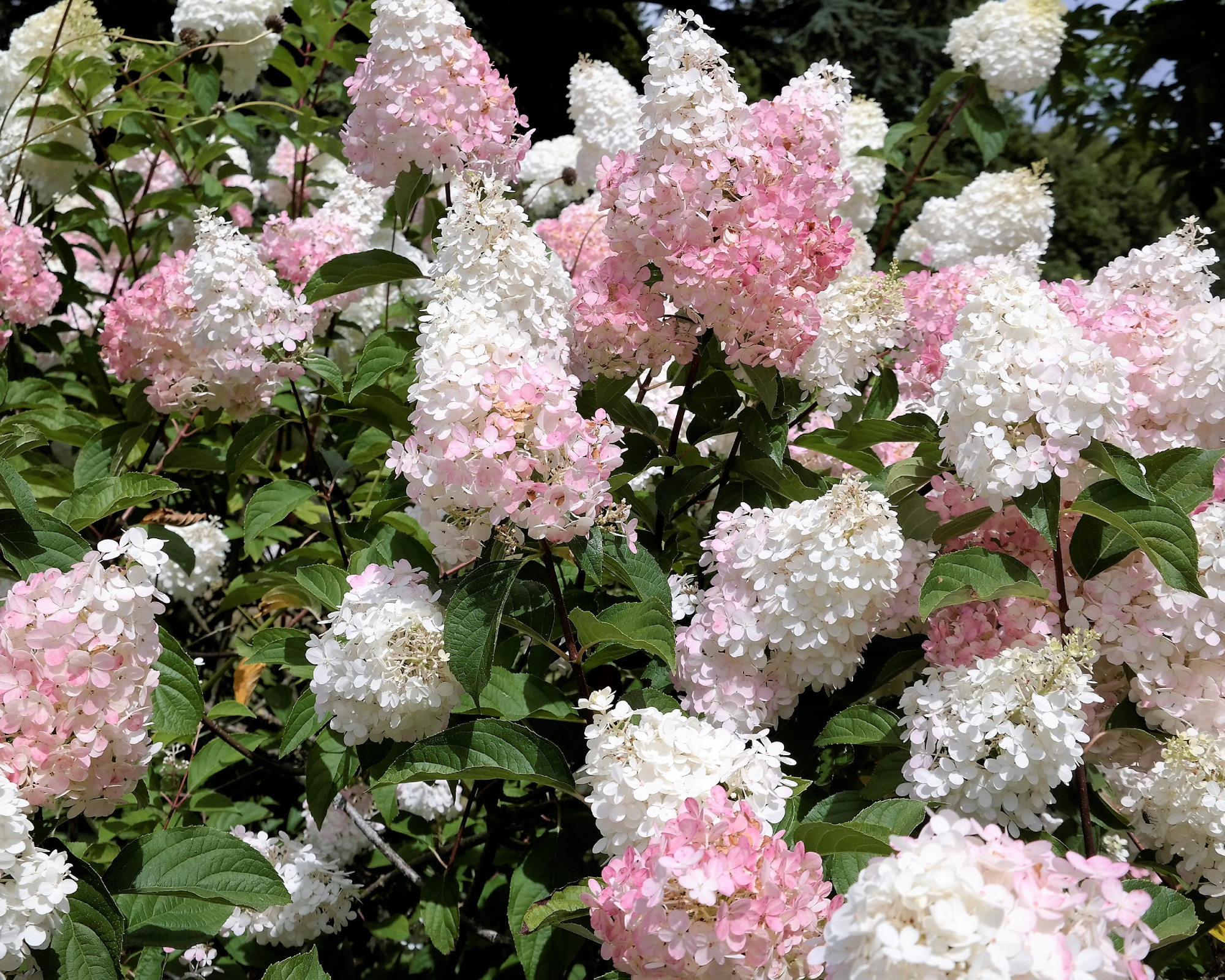 Pink and white panicle hydrangea blossoms