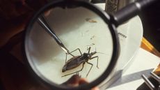 Kissing bug under magnifying glass