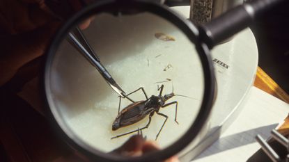 Kissing bug under magnifying glass