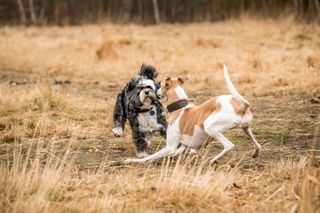 Jonnie Hearn and his Tibetan Terrier Skye