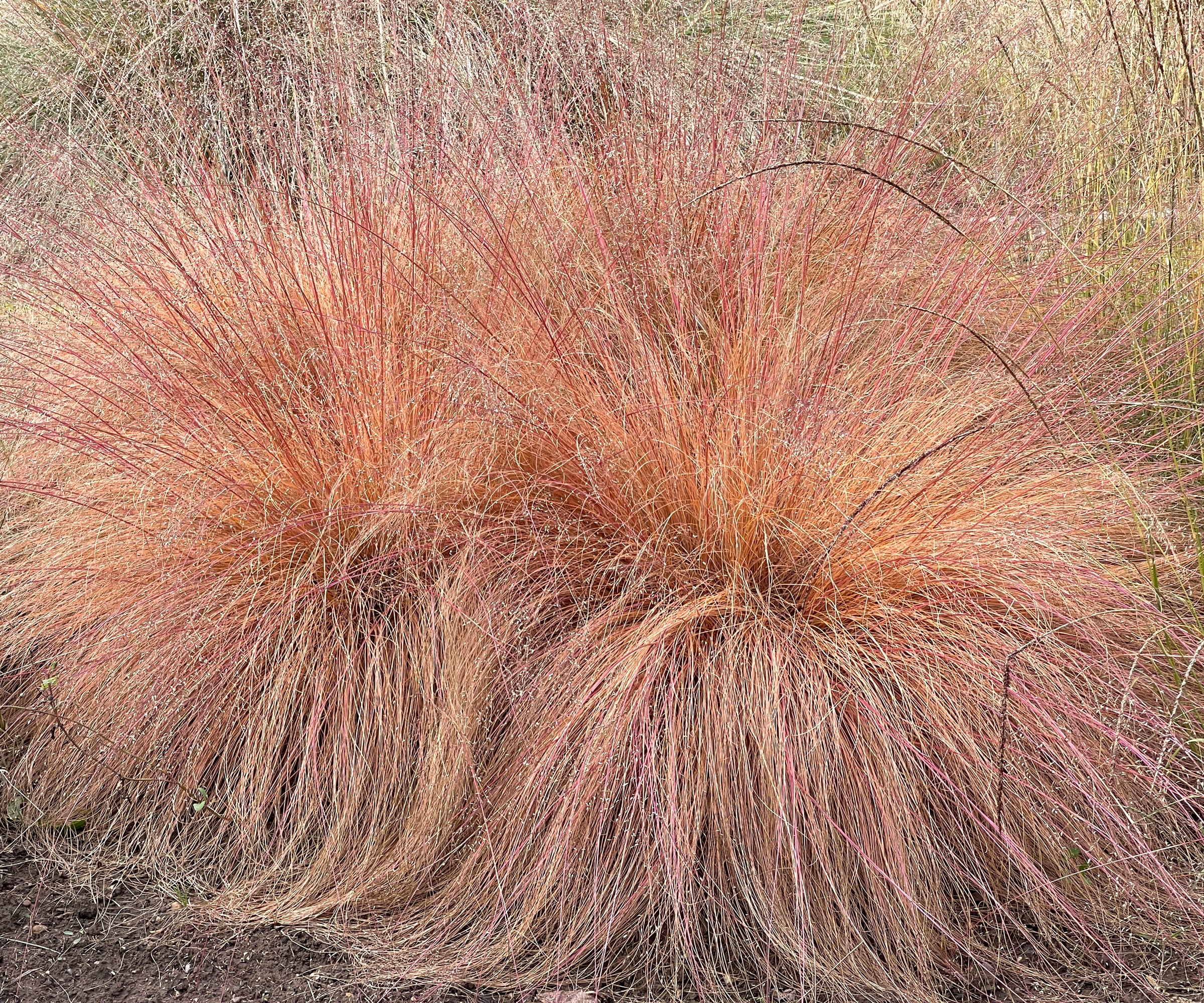 prairie dropseed ornamental grass in garden