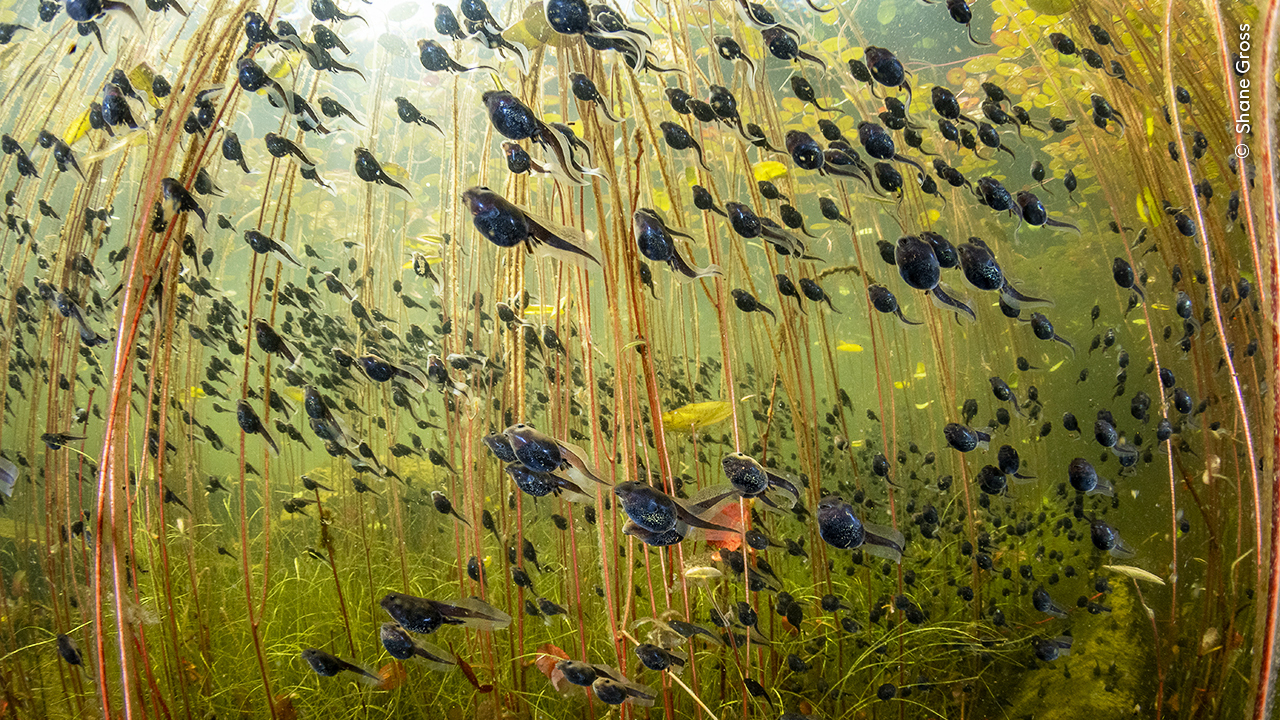 Wildlife Photographer of the Year 2024 snorkels among tadpoles for breathtaking winning shot