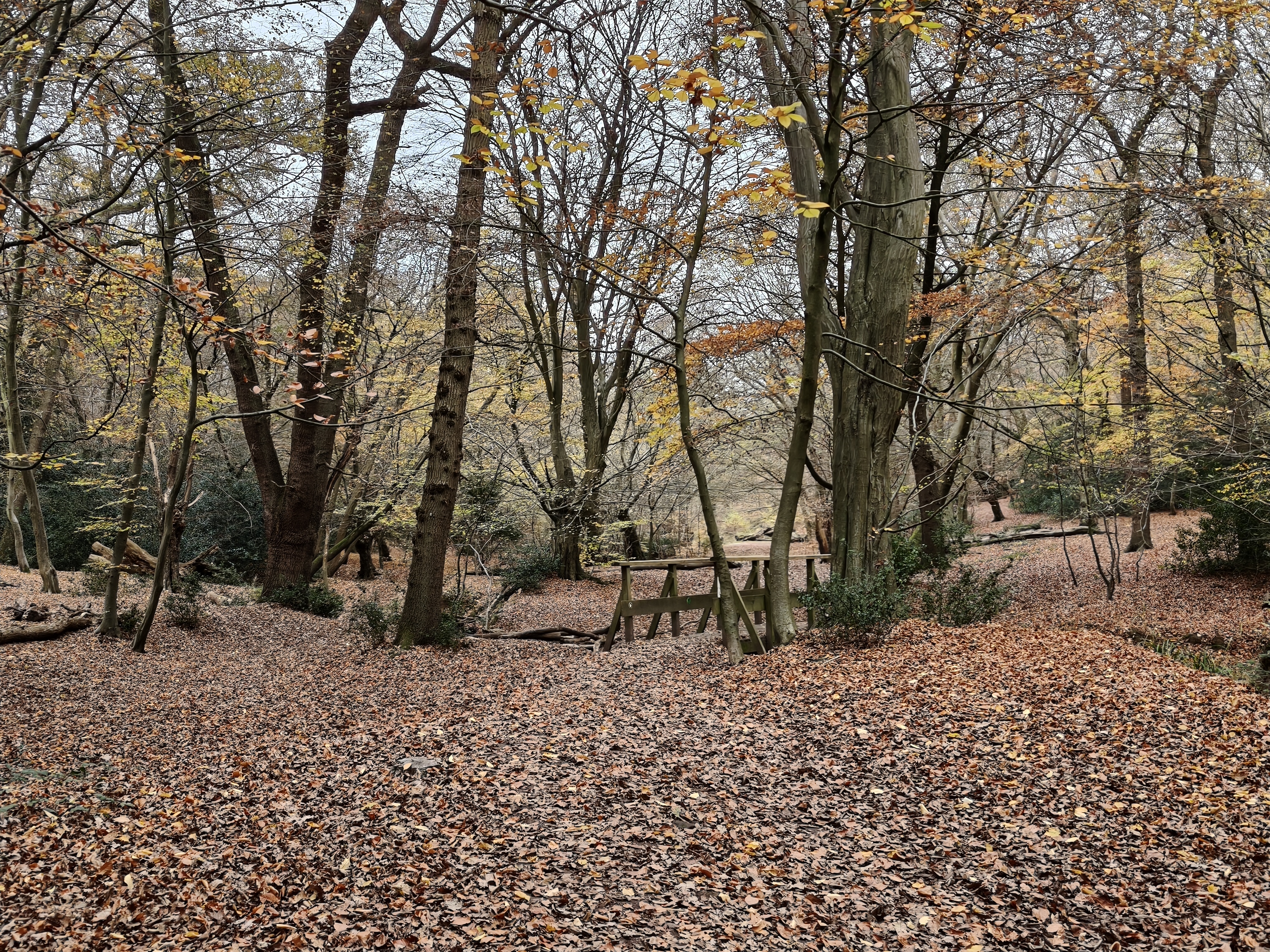 Epping Forest