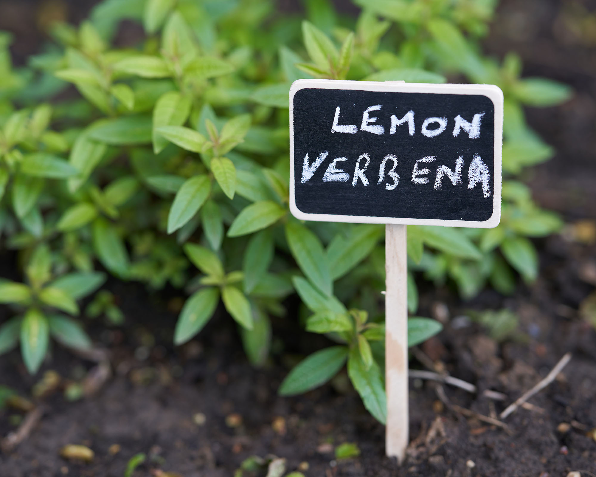 Aloysia citrodora, lemon verbena or lemon beebrush in vegetable garden. Blackboard plant label.