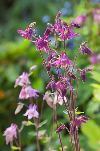 aquilegia