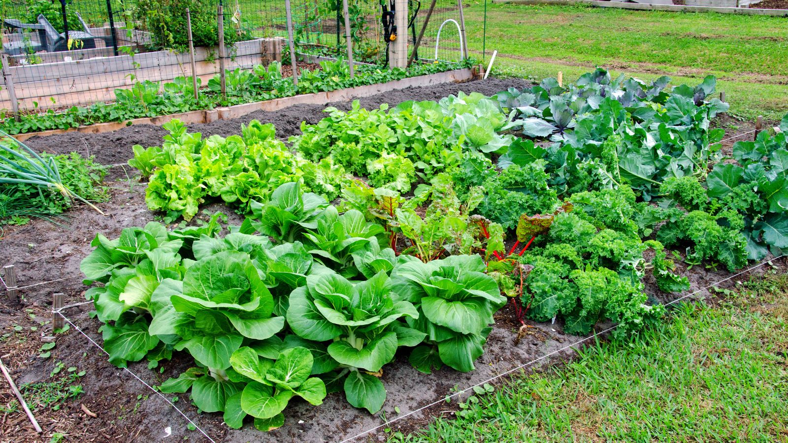 Lush vegetables grow in a community gardening plot.