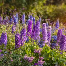 garden full of purple delphiniums