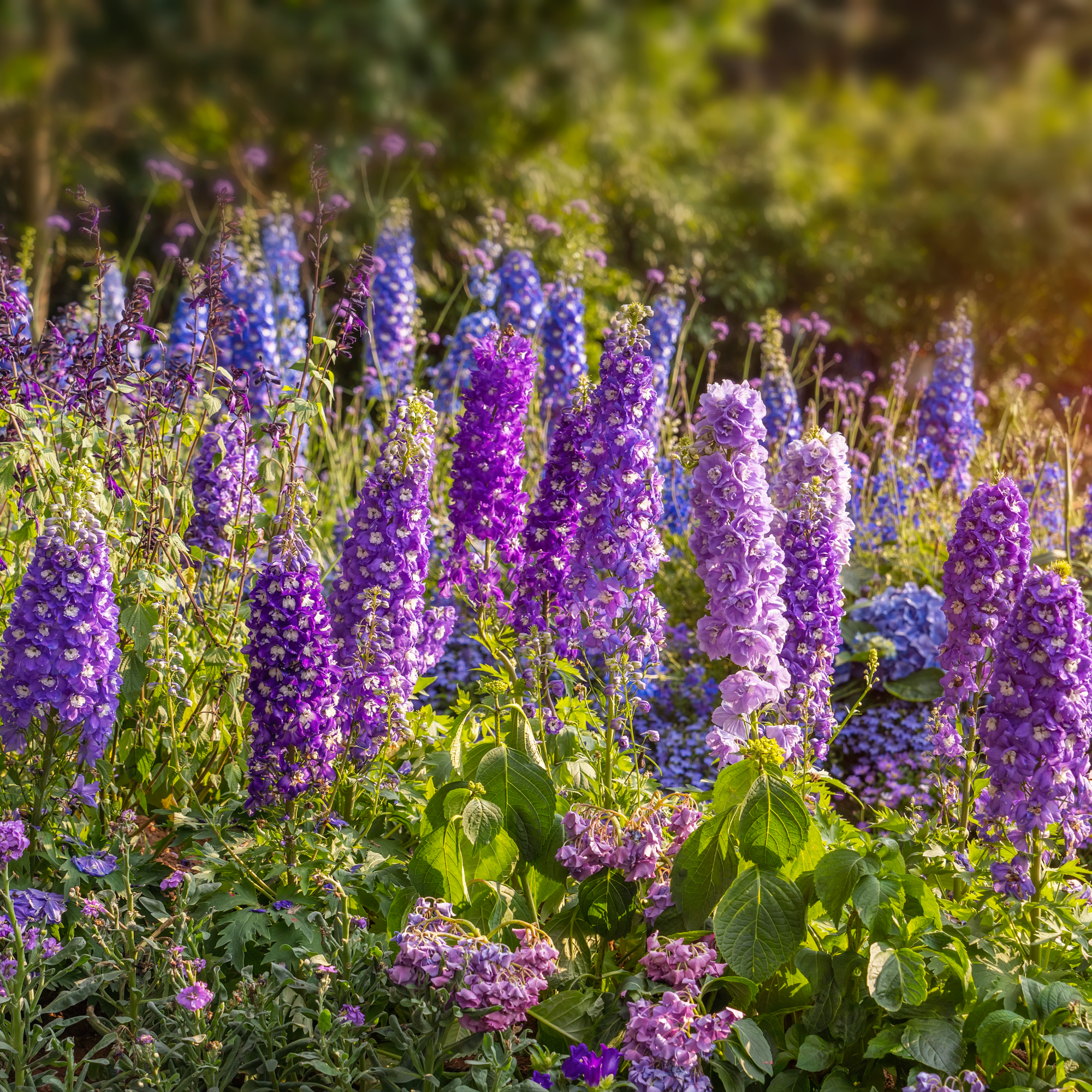 garden full of purple delphiniums