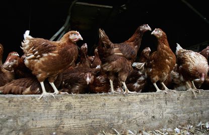 Poultry farm in Suffolk, U.K.