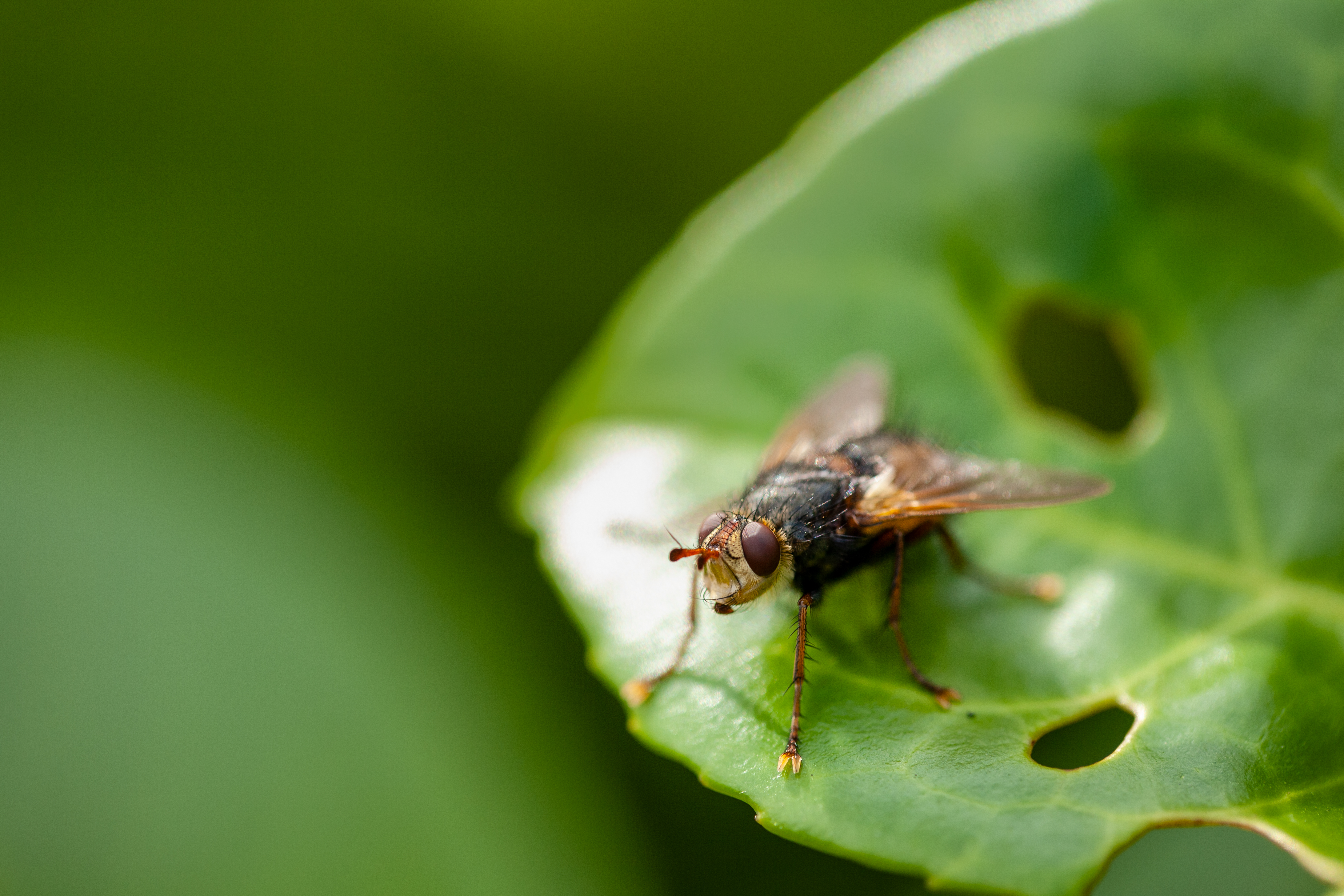 A fly on a leaf