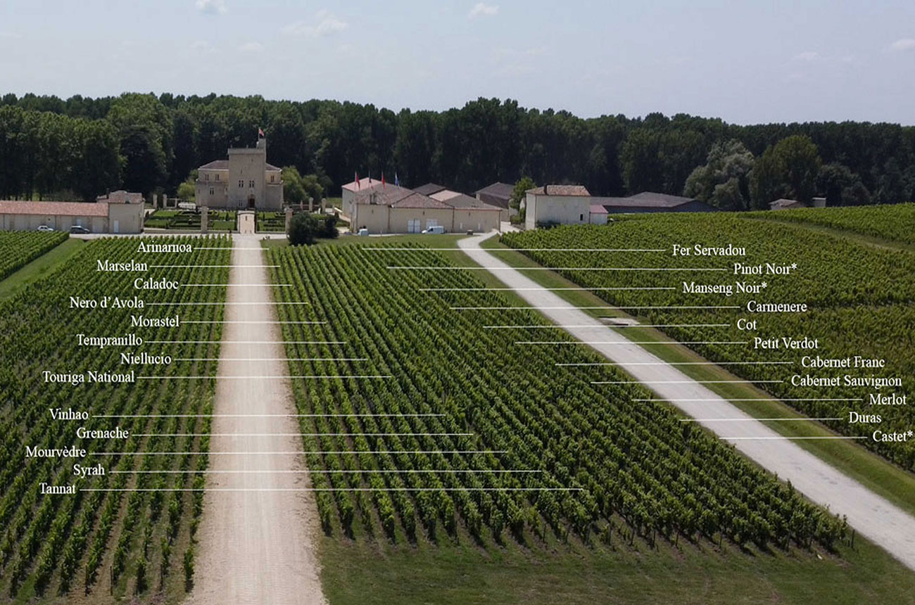 La Tour Carnet experiments with grape varieties in plan to meet demands of Bordeaux 2050 climate.
