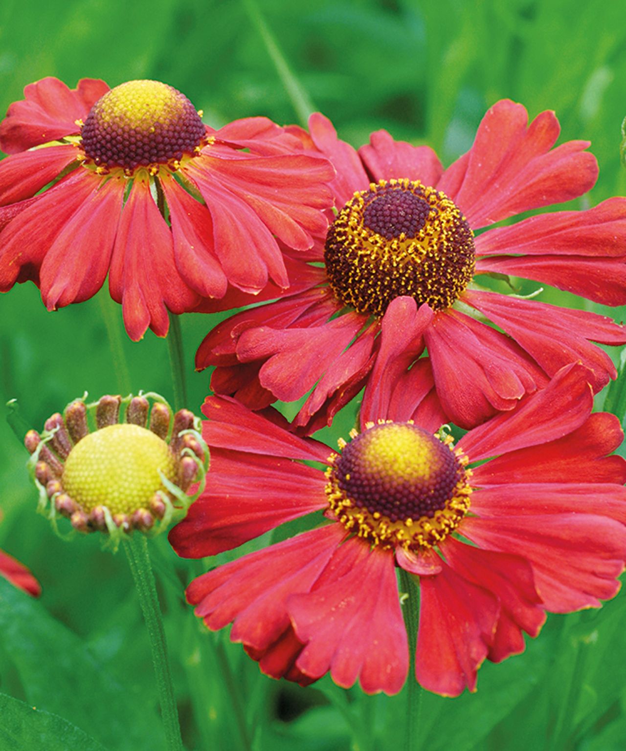 Types of helenium 16 vibrant varieties for pots and borders Gardeningetc
