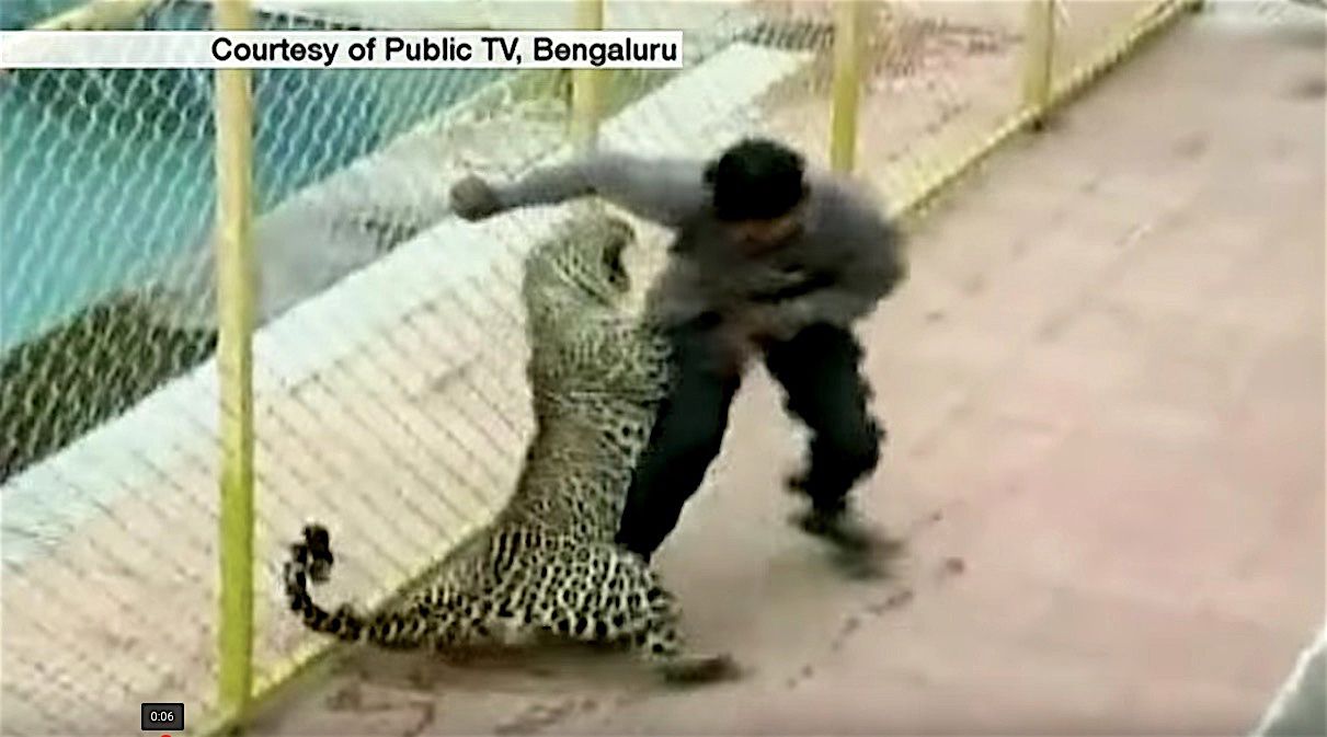 A leopard terrorizes a school in Bangalore, India