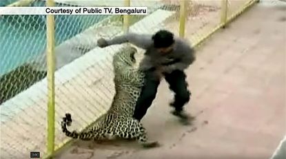 A leopard terrorizes a school in Bangalore, India