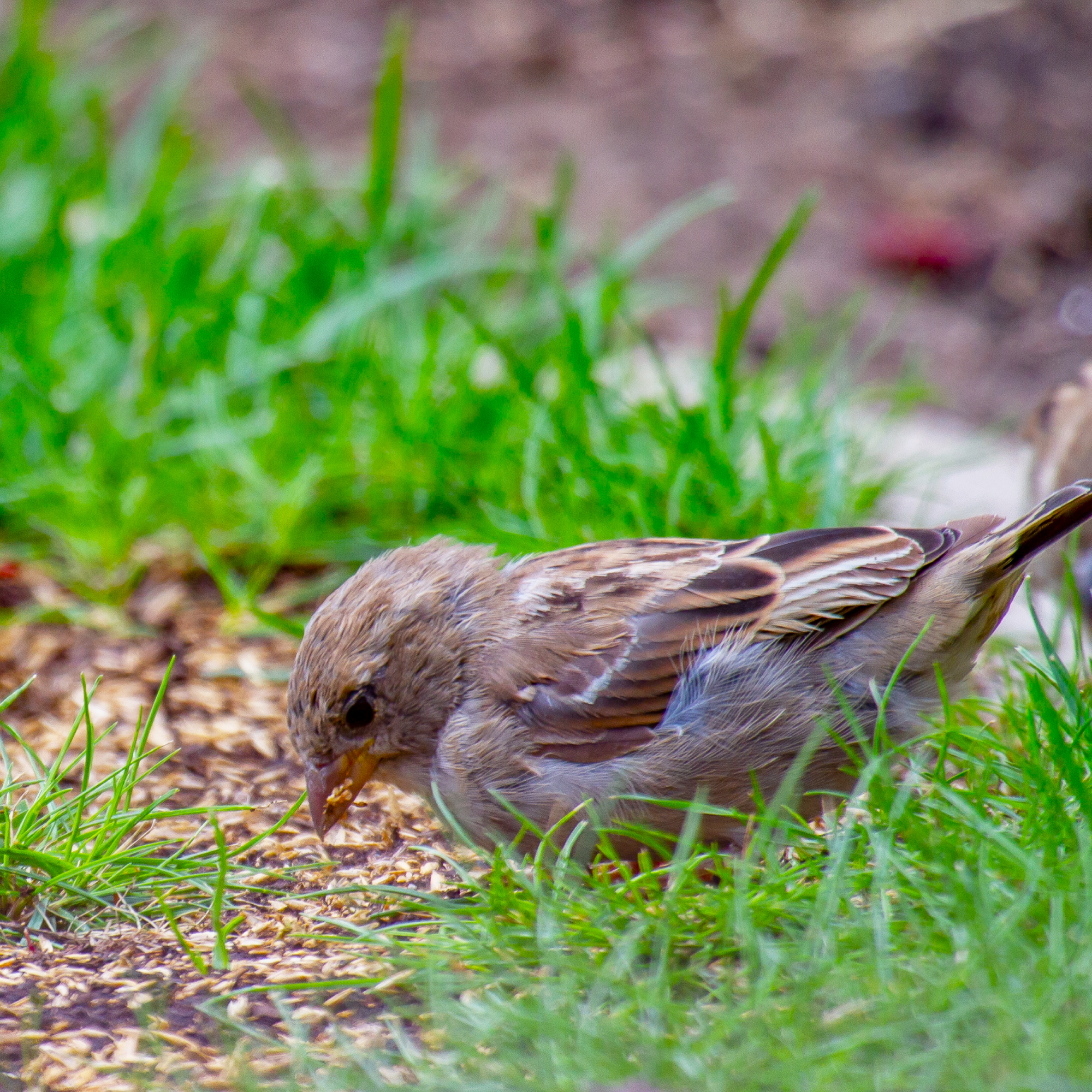  sparrows eating grass seed in lawn 