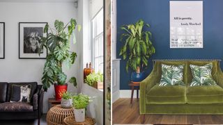 Two living rooms showing large house plants and indoor trees as the ideal solution how to decorate your house after Christmas to brighten the decor