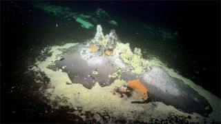 Mats of yellow and orange microbes color the seafloor at the vent site, which is in the Guaymas Basin of the Gulf of California.