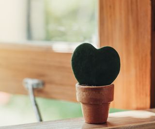 Hoya plant in terracotta pot placed on a windowsill