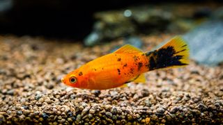 Red wagtail platy