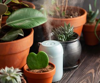 potted houseplants and humidifier