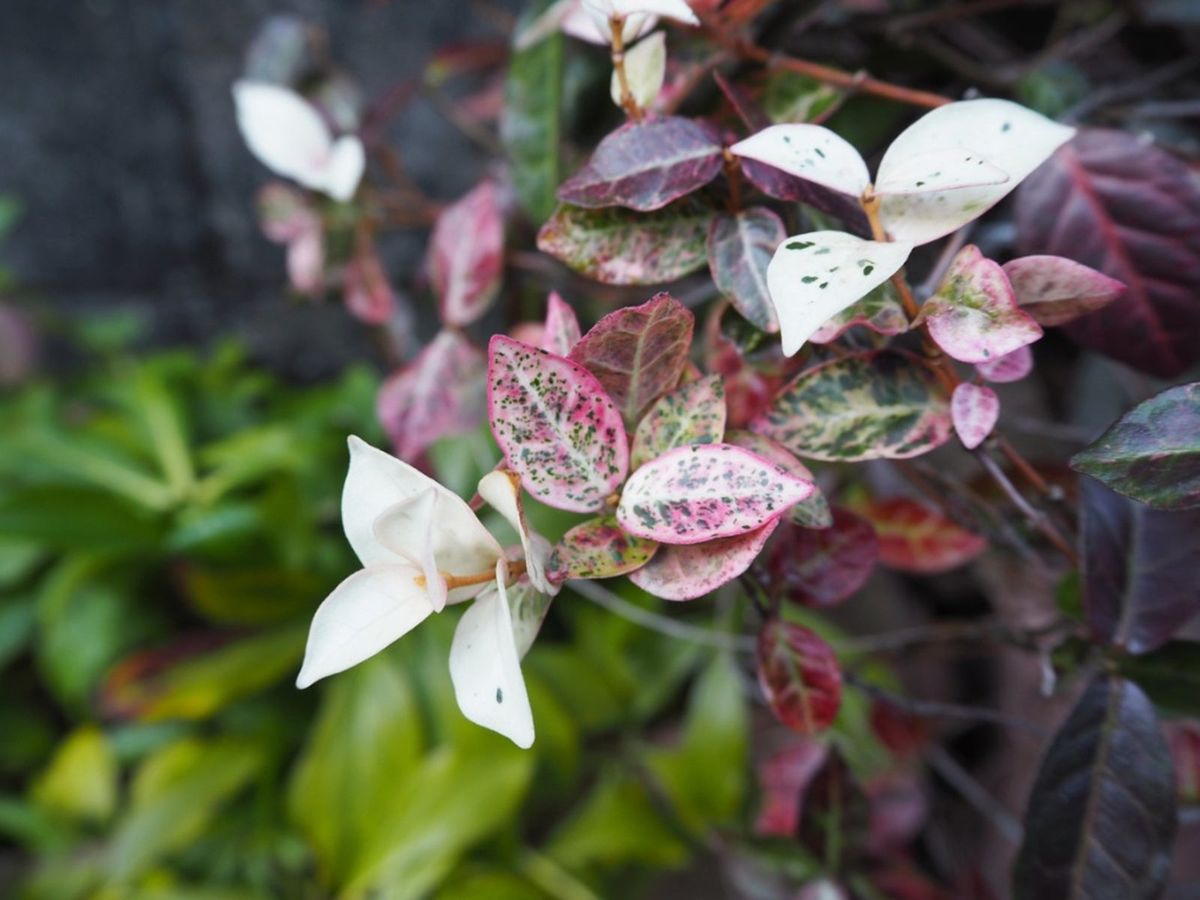 hanging asian jasmine plant a creative way to add greenery to your space