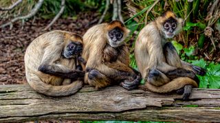 Spider monkeys, including one cradling a baby, sit on a log.