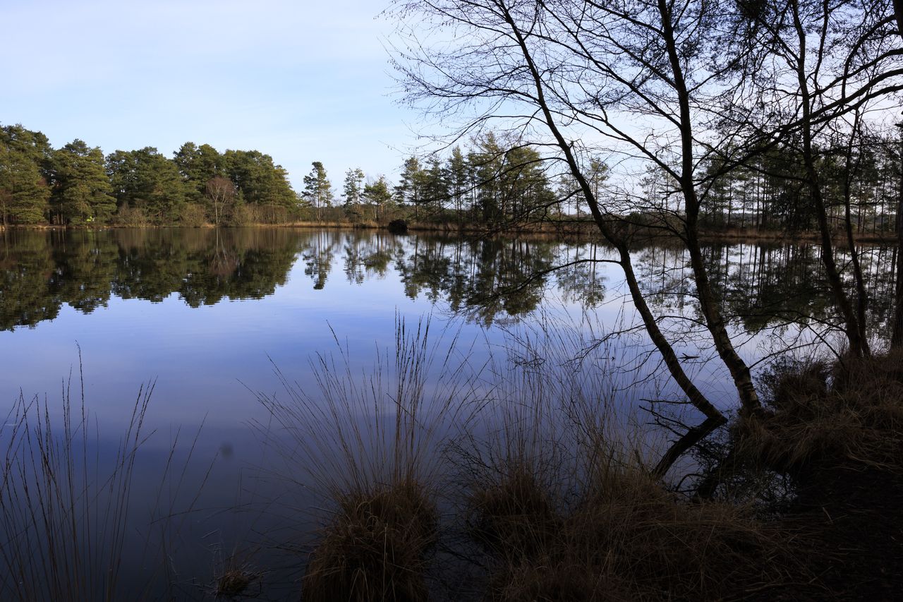Sigma 16mm F1.4 DC DN Contemporary image gallery: a tree-lined lake