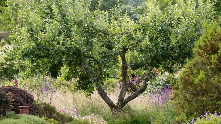 How to plant fruit trees – apple tree