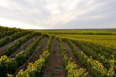 Patagonia wineries, Bodega del Fin del Mundo