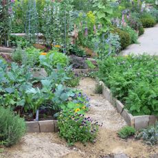 Beautiful vegetable plots at RHS Chelsea Flower Show