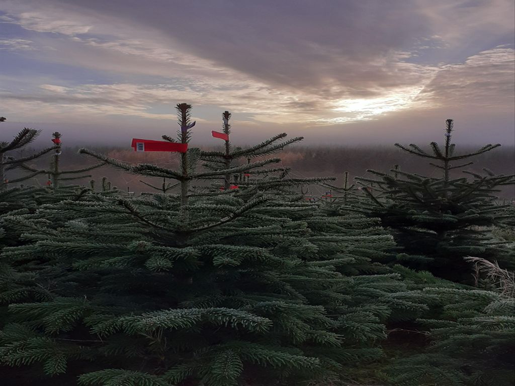 Real Christmas trees delivered your guide to the best in the UK