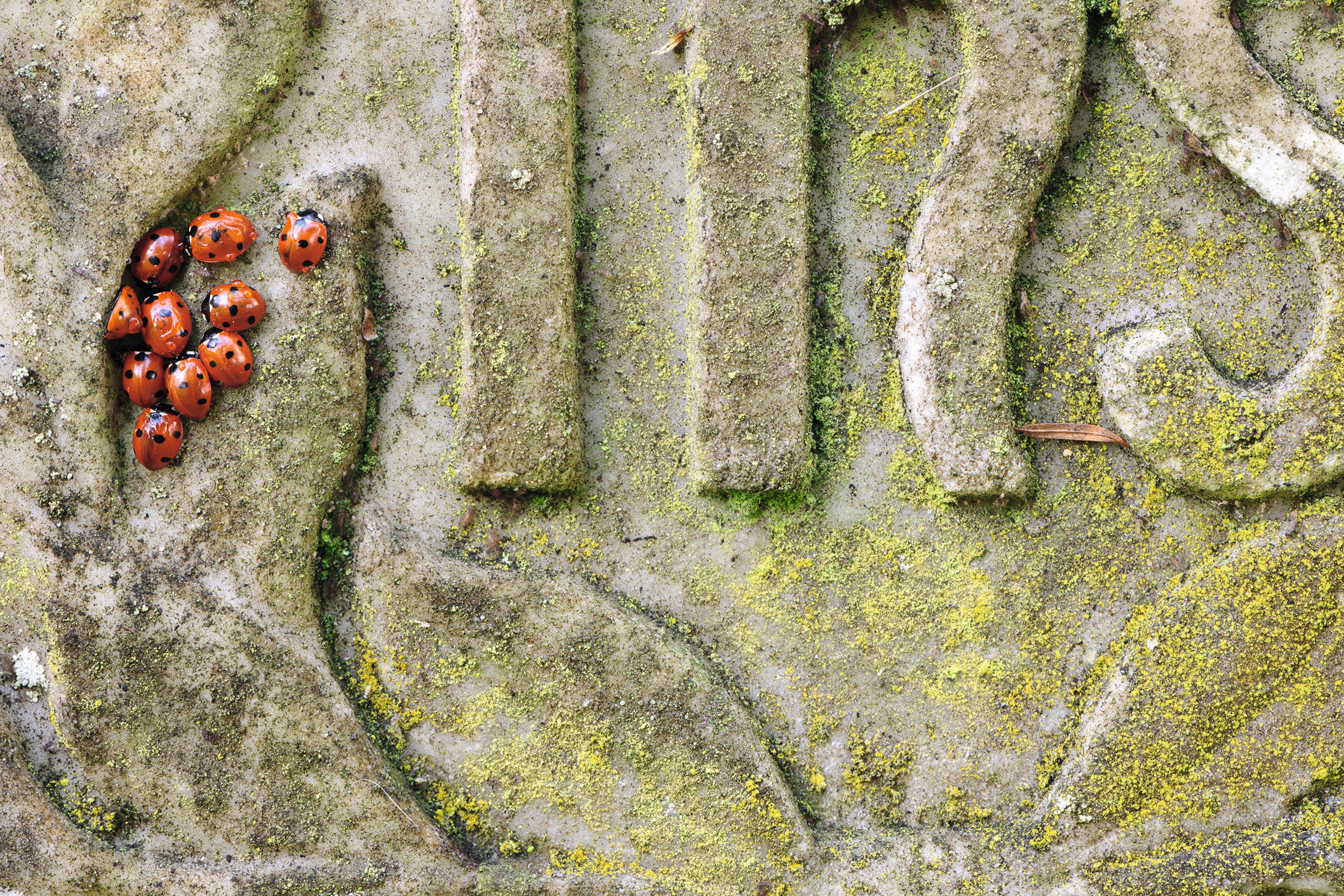 churchyard nature